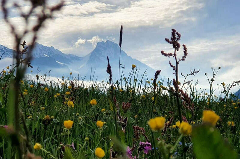 Mountain Meadow With Mountain Peaks In The Background