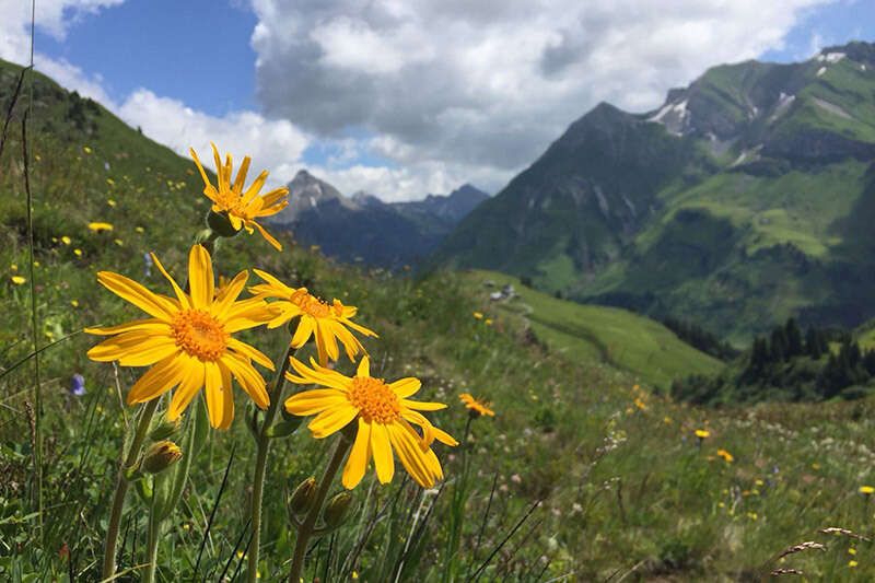 Guided hikes in the Arlberg region